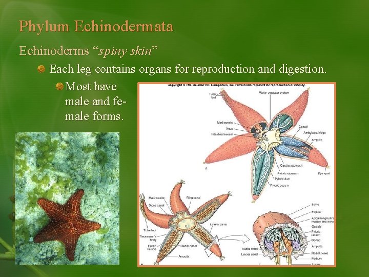 Phylum Echinodermata Echinoderms “spiny skin” Each leg contains organs for reproduction and digestion. Most