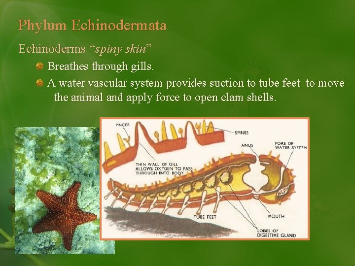 Phylum Echinodermata Echinoderms “spiny skin” Breathes through gills. A water vascular system provides suction