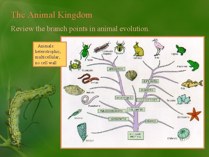 The Animal Kingdom Review the branch points in animal evolution. Animals: heterotrophic, multicellular, no