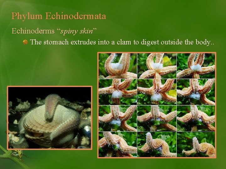 Phylum Echinodermata Echinoderms “spiny skin” The stomach extrudes into a clam to digest outside