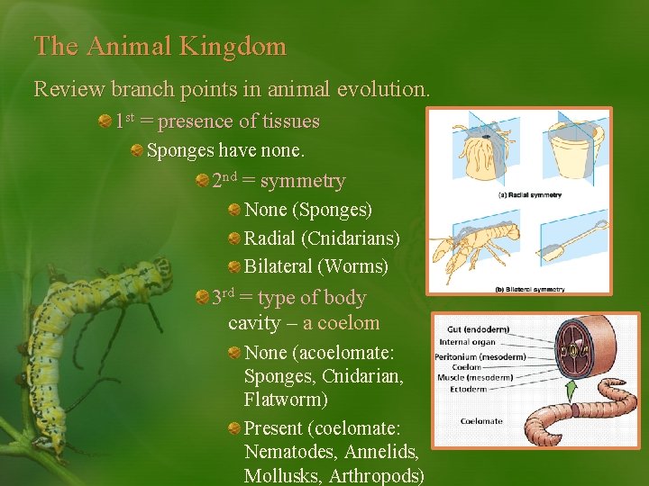 The Animal Kingdom Review branch points in animal evolution. 1 st = presence of
