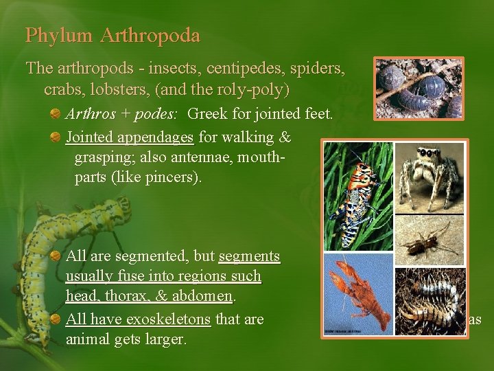 Phylum Arthropoda The arthropods - insects, centipedes, spiders, crabs, lobsters, (and the roly-poly) Arthros