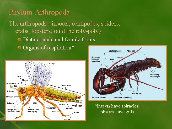 Phylum Arthropoda The arthropods - insects, centipedes, spiders, crabs, lobsters, (and the roly-poly) Distinct