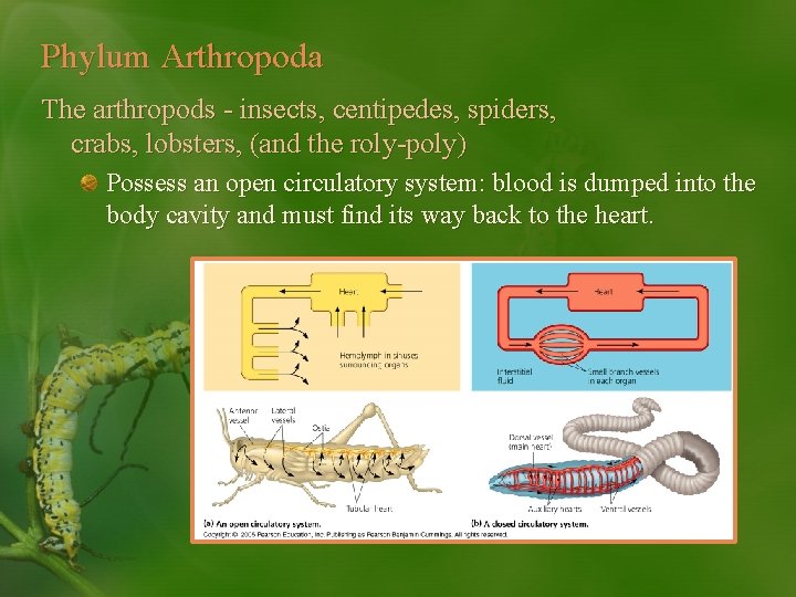 Phylum Arthropoda The arthropods - insects, centipedes, spiders, crabs, lobsters, (and the roly-poly) Possess