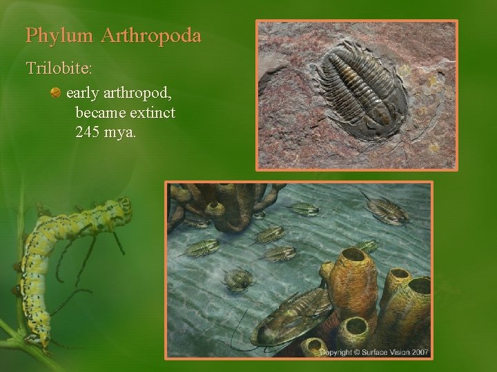 Phylum Arthropoda Trilobite: early arthropod, became extinct 245 mya. 