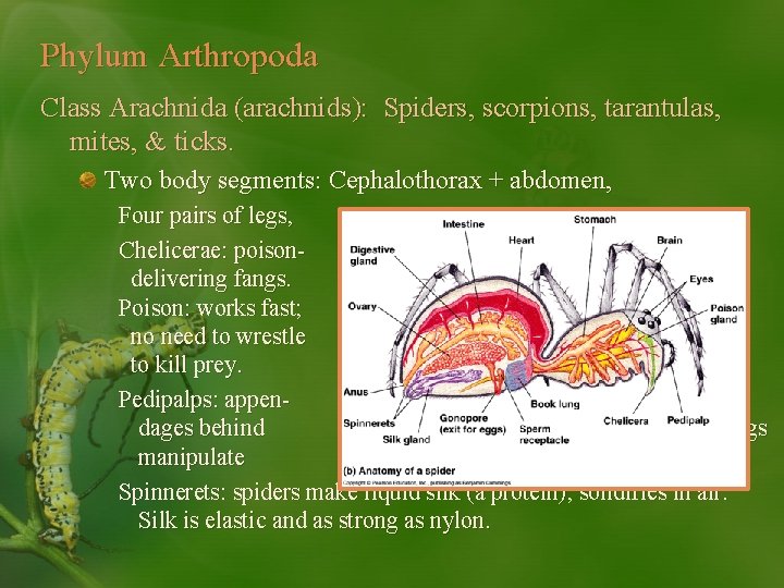 Phylum Arthropoda Class Arachnida (arachnids): Spiders, scorpions, tarantulas, mites, & ticks. Two body segments: