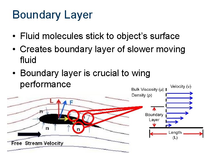 Boundary Layer • Fluid molecules stick to object’s surface • Creates boundary layer of