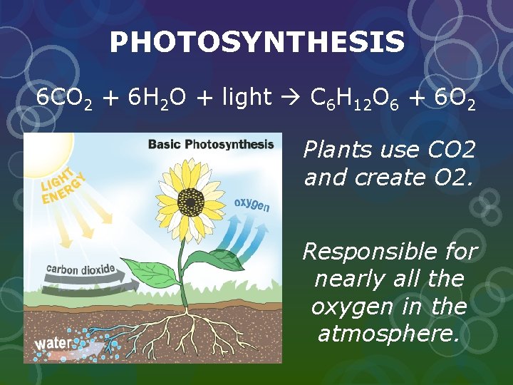 PHOTOSYNTHESIS 6 CO 2 + 6 H 2 O + light C 6 H PHOTOSYNTHESIS 6 CO 2 + 6 H 2 O + light C 6 H