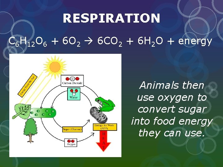 RESPIRATION C 6 H 12 O 6 + 6 O 2 6 CO 2 RESPIRATION C 6 H 12 O 6 + 6 O 2 6 CO 2