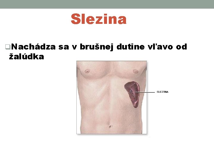 Slezina q. Nachádza sa v brušnej dutine vľavo od žalúdka 