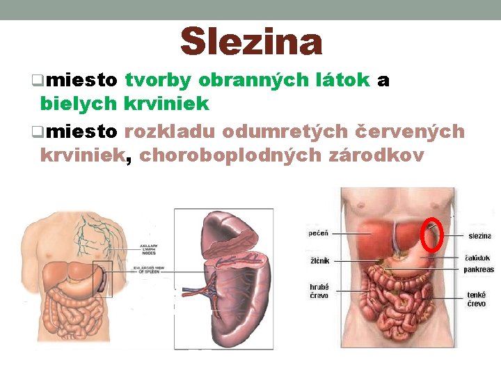 Slezina qmiesto tvorby obranných látok a bielych krviniek qmiesto rozkladu odumretých červených krviniek, choroboplodných