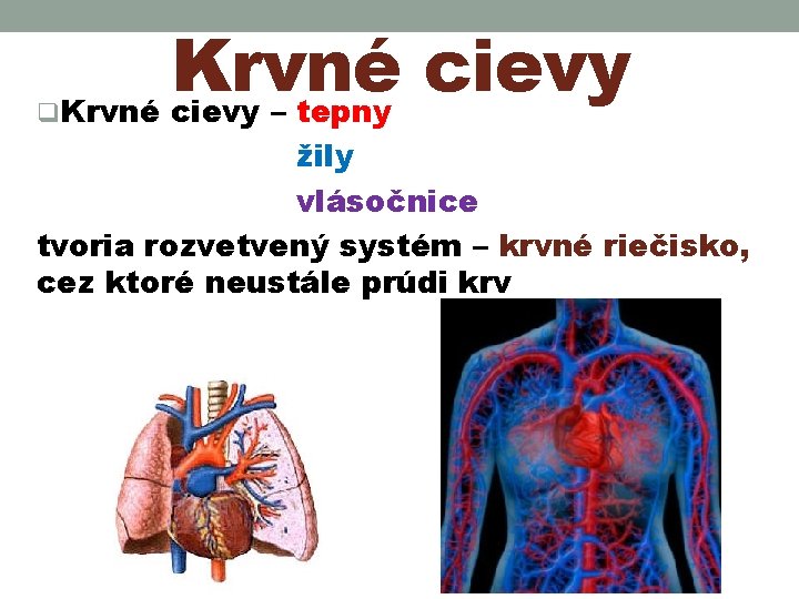 q Krvné cievy – tepny žily vlásočnice tvoria rozvetvený systém – krvné riečisko, cez q Krvné cievy – tepny žily vlásočnice tvoria rozvetvený systém – krvné riečisko, cez