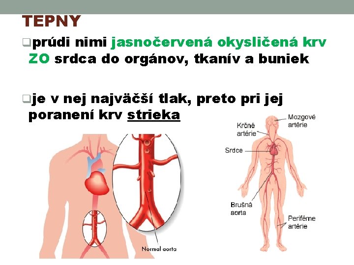 TEPNY qprúdi nimi jasnočervená okysličená krv ZO srdca do orgánov, tkanív a buniek qje