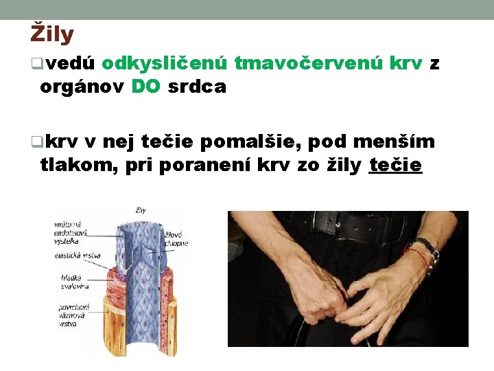 Žily qvedú odkysličenú tmavočervenú krv z orgánov DO srdca qkrv v nej tečie pomalšie,