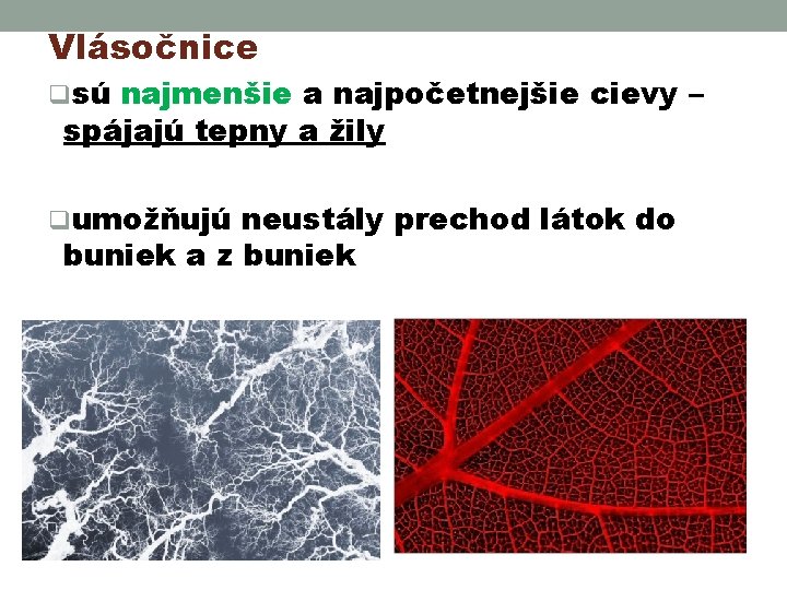 Vlásočnice qsú najmenšie a najpočetnejšie cievy – spájajú tepny a žily qumožňujú neustály prechod Vlásočnice qsú najmenšie a najpočetnejšie cievy – spájajú tepny a žily qumožňujú neustály prechod