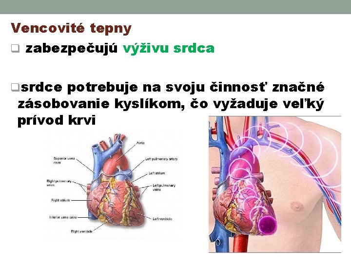 Vencovité tepny q zabezpečujú výživu srdca qsrdce potrebuje na svoju činnosť značné zásobovanie kyslíkom,