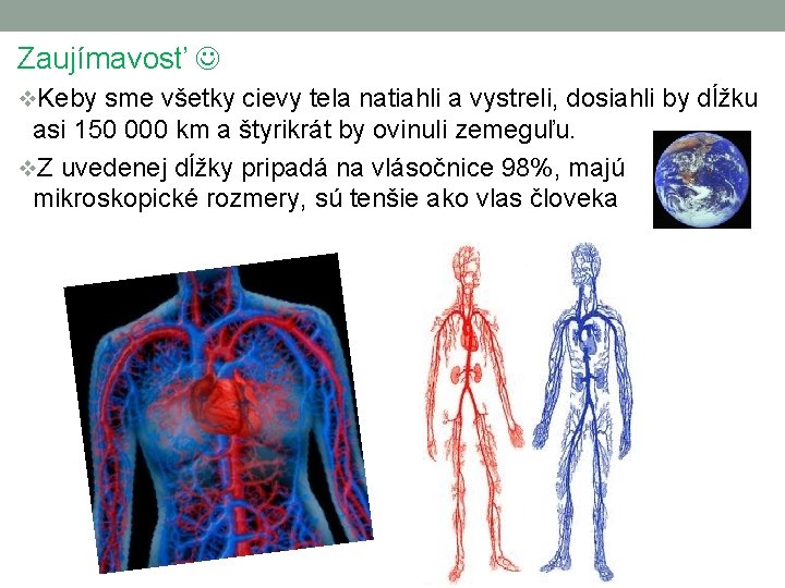 Zaujímavosť v. Keby sme všetky cievy tela natiahli a vystreli, dosiahli by dĺžku asi