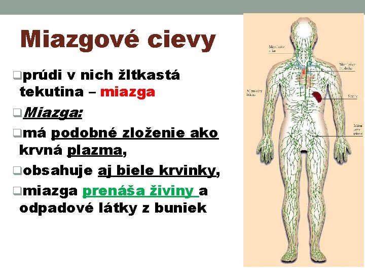 Miazgové cievy qprúdi v nich žltkastá tekutina – miazga q. Miazga: qmá podobné zloženie