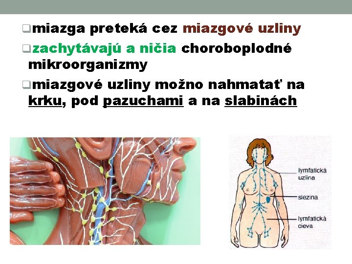 qmiazga preteká cez miazgové uzliny qzachytávajú a ničia choroboplodné mikroorganizmy qmiazgové uzliny možno nahmatať