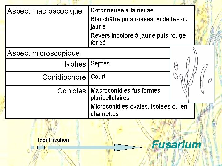 Aspect macroscopique Cotonneuse à laineuse Blanchâtre puis rosées, violettes ou jaune Revers incolore à