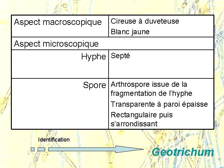 Aspect macroscopique Cireuse à duveteuse Blanc jaune Aspect microscopique Hyphe Septé Spore Arthrospore issue