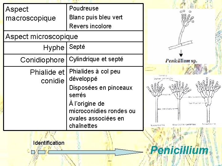 Aspect macroscopique Poudreuse Blanc puis bleu vert Revers incolore Aspect microscopique Hyphe Septé Conidiophore