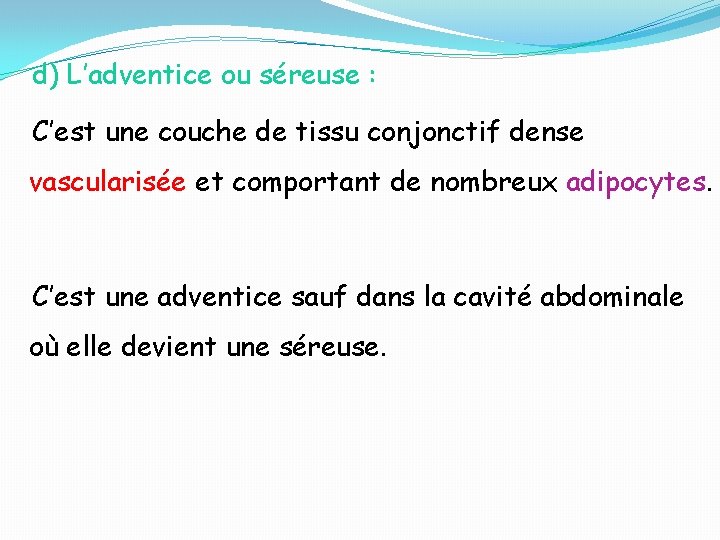 d) L’adventice ou séreuse : C’est une couche de tissu conjonctif dense vascularisée et