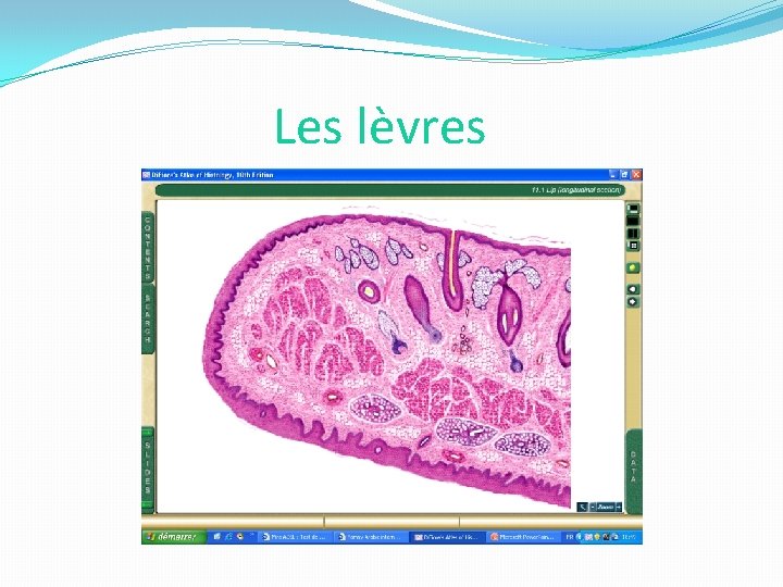 Les lèvres 