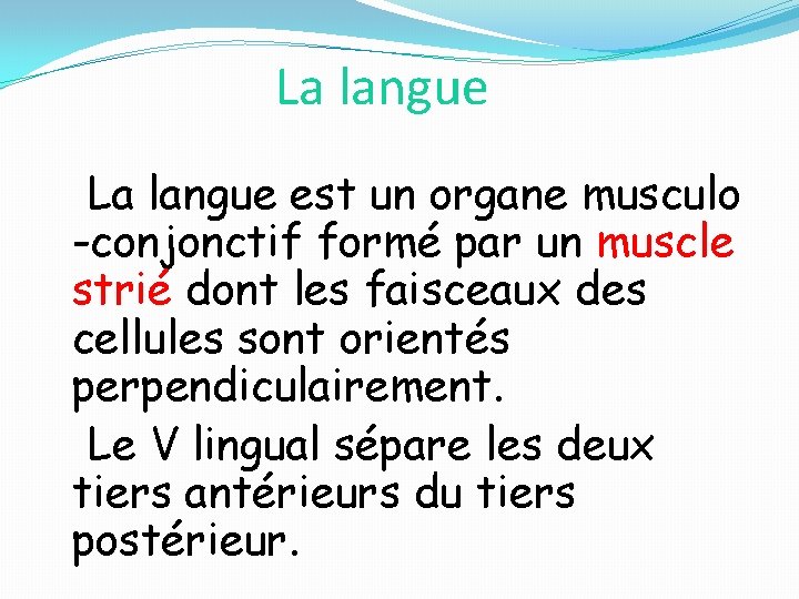 La langue est un organe musculo -conjonctif formé par un muscle strié dont les