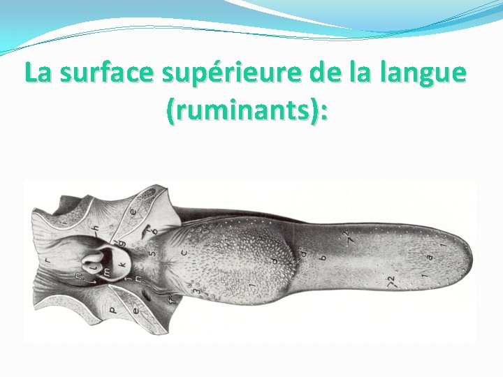 La surface supérieure de la langue (ruminants): 