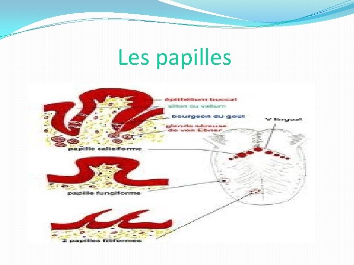 Les papilles 