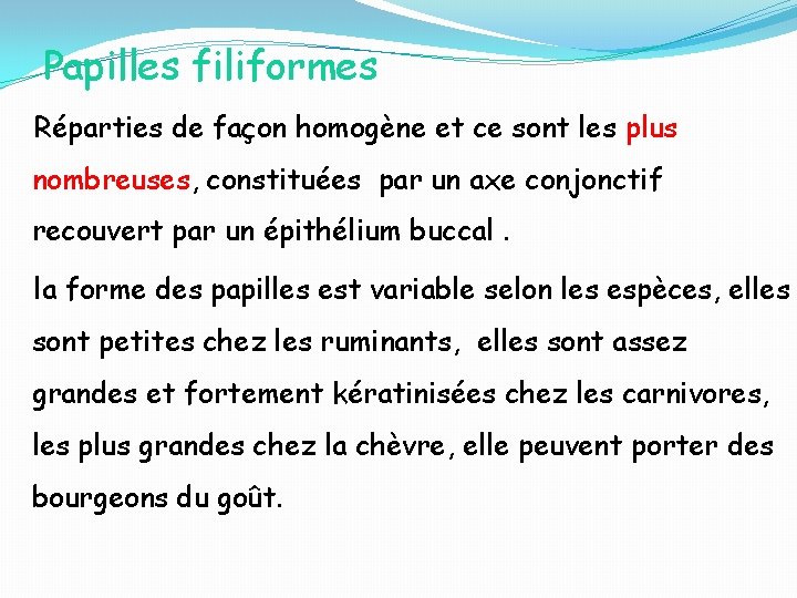 Papilles filiformes Réparties de façon homogène et ce sont les plus nombreuses, constituées par