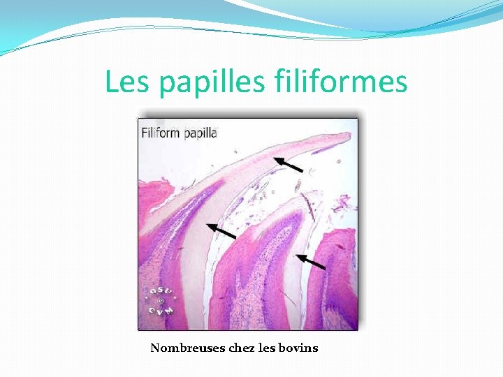 Les papilles filiformes Nombreuses chez les bovins 