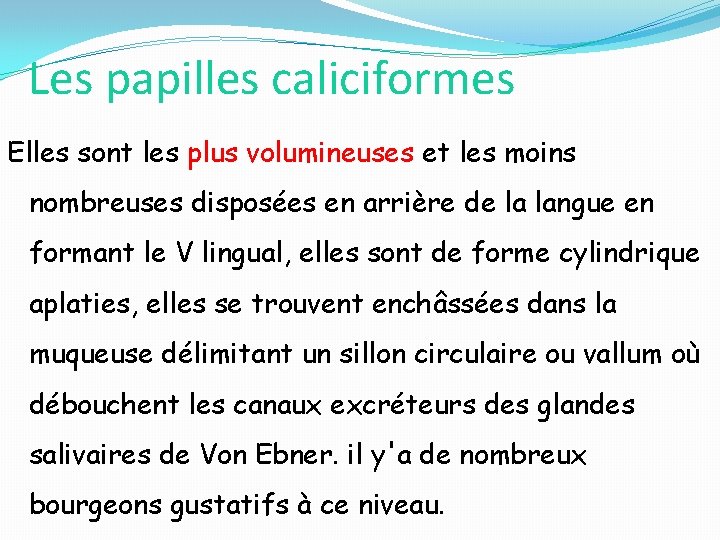 Les papilles caliciformes Elles sont les plus volumineuses et les moins nombreuses disposées en