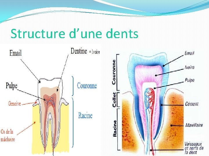 Structure d’une dents 