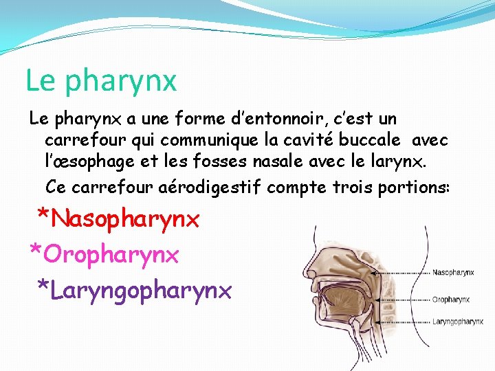 Le pharynx a une forme d’entonnoir, c’est un carrefour qui communique la cavité buccale