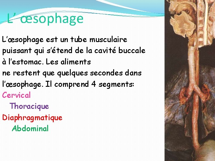 L’ œsophage L’œsophage est un tube musculaire puissant qui s’étend de la cavité buccale