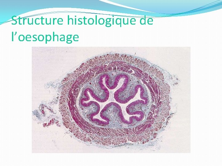 Structure histologique de l’oesophage 