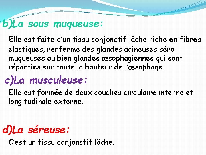 b)La sous muqueuse: Elle est faite d’un tissu conjonctif lâche riche en fibres élastiques,