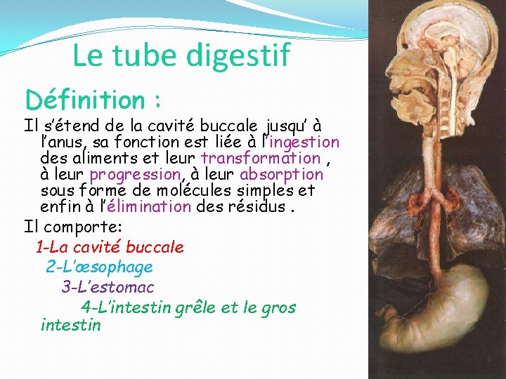 Le tube digestif Définition : Il s’étend de la cavité buccale jusqu’ à l’anus,