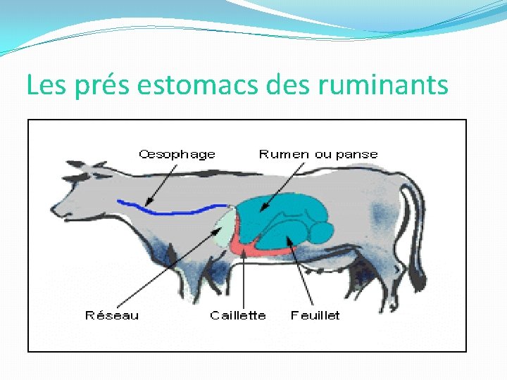 Les prés estomacs des ruminants 