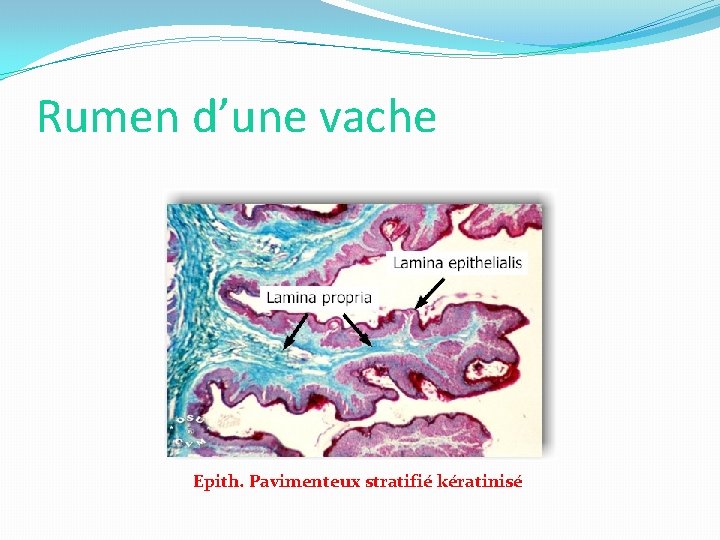 Rumen d’une vache Epith. Pavimenteux stratifié kératinisé 