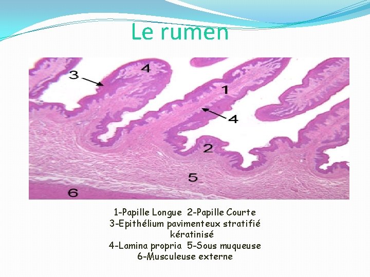 Le rumen 1 -Papille Longue 2 -Papille Courte 3 -Epithélium pavimenteux stratifié kératinisé 4