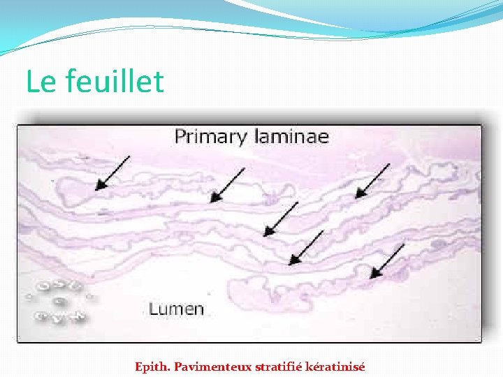 Le feuillet Epith. Pavimenteux stratifié kératinisé 