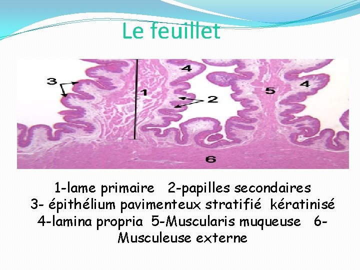 Le feuillet 1 -lame primaire 2 -papilles secondaires 3 - épithélium pavimenteux stratifié kératinisé