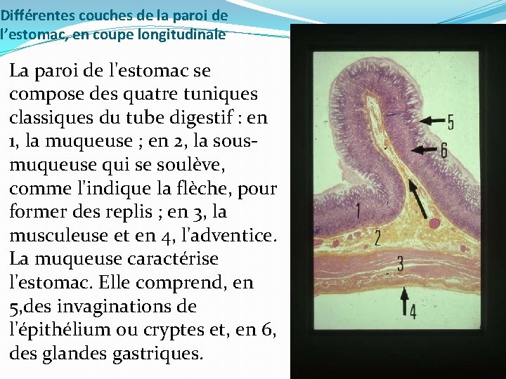 Différentes couches de la paroi de l’estomac, en coupe longitudinale La paroi de l'estomac