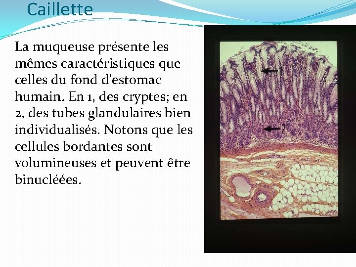 Caillette La muqueuse présente les mêmes caractéristiques que celles du fond d'estomac humain. En