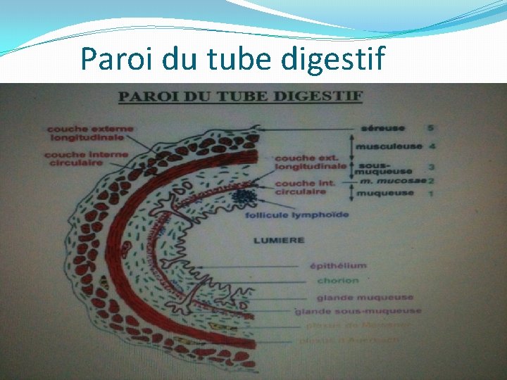 Paroi du tube digestif 