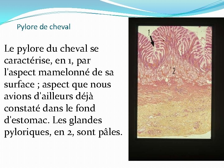 Pylore de cheval Le pylore du cheval se caractérise, en 1, par l'aspect mamelonné