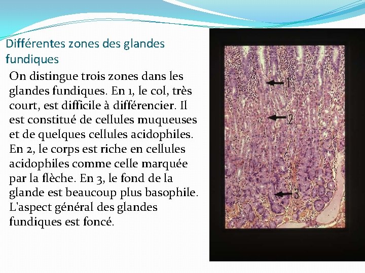 Différentes zones des glandes fundiques On distingue trois zones dans les glandes fundiques. En